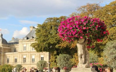 Pink flowers blooming in the Luxembourg Gardens