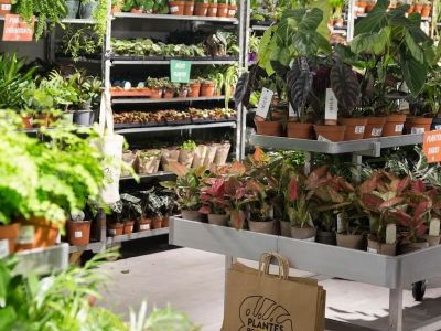 Shelves full of a variety of green plants